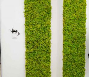 Scandinavian moss in an office in the village of Radinovo